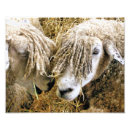 Search for funny sheep posters Cute
