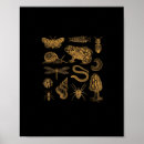 Search for frog lover posters Goblincore