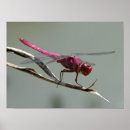 Search for dragonfly flying posters Pink
