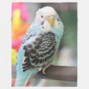 Search for budgie blankets Parakeet