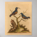 Search for natural history art Antique