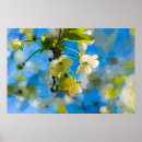 Search for white cherry blossom tree posters Flower