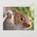 Search for grey squirrel postcards Animal