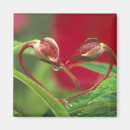 Search for begonia magnets Red