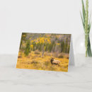 Search for bull elk cards Cathy