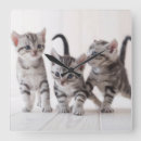 Search for cat baby kids Kitten