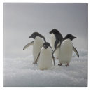 Search for penguin tiles Full length