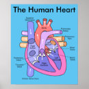 Search for human heart posters Pulmonary artery