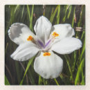 Search for tropical coasters Nature
