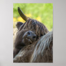 Search for highland cow art Horned