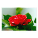 Search for dew drop Flower