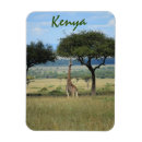 Search for giraffe face photography African