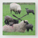 Search for cute sheep nursery art Baby