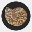 Search for snails shell stickers Animal