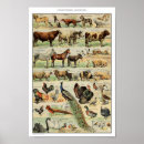 Search for vintage animal posters Illustration