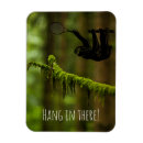 Search for sloth magnets Rainforest