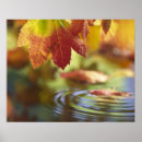 Search for wet leaf posters Maple