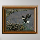 Search for birds nesting posters Eagle