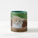 Search for baby kitten mugs Blue eyes