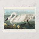 Search for birds of america postcards Nature