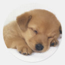 Search for loveable stickers Dog