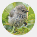 Search for north america stickers Songbird