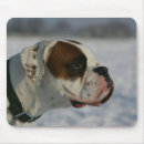 Search for bob and pam langrish Headshot