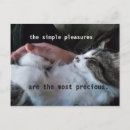 Search for cat quotes cards Friend
