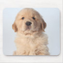 Search for looking old mousepads Dog
