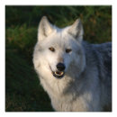Search for timber wolf art Animal