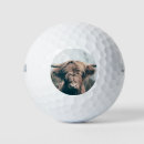 Search for cow golf balls Scotland