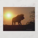 Search for animal silhouettes postcards Nature