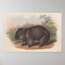 Search for koala bear posters Vintage