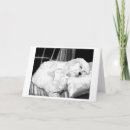 Search for cockapoo cards Dog