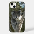 Search for koala iphone cases Wildlife