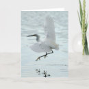 Search for egrets cards Flying