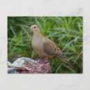 Search for mourning postcards Wildlife