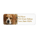 Search for beagle return address labels Canine