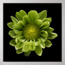 Search for chrysanthemums posters Garden