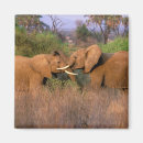 Search for tusks magnets Safari