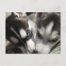 Search for husky puppy postcards Siberian