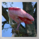 Search for roseate posters Pink