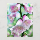 Search for foxglove flower postcards Floral
