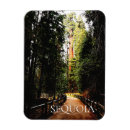 Search for sequoia national park magnets California national parks