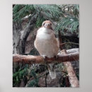 Search for kookaburra posters Bird