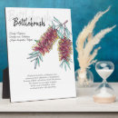 Search for bottlebrushes Floral