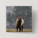 Search for elks badges Animal