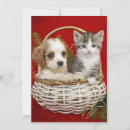 Search for two kittens christmas cards Pets