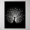 Search for white peacock posters Animal