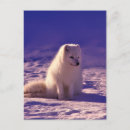 Search for arctic fox postcards Winter